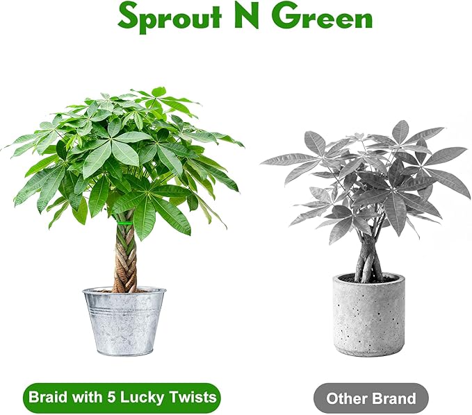 Sprout N Green Small Money Tree with 5 Lucky Braid, Live Plant with Vintage Metal Pot, Decoration for Indoor Home Office Tabletop Windowsill Side Table, Housewarming Christmas Gift, 8-10" Tall