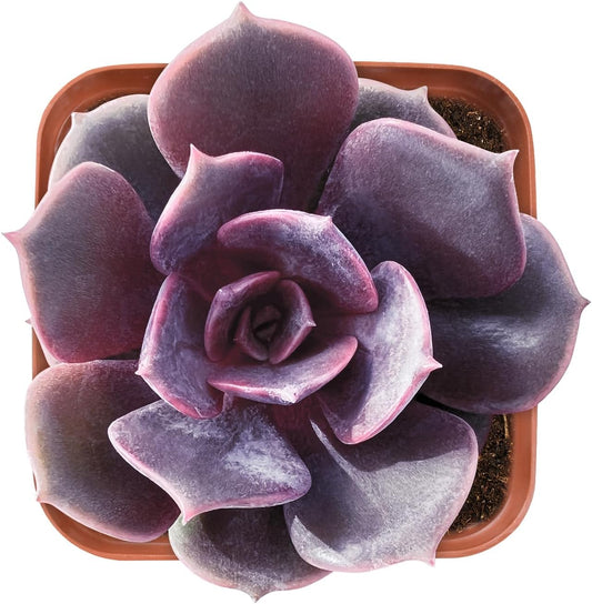 Live Succulent Echeveria Red Robe, Approx 2-inch Large, Potted Succulents, Fully Rooted, Easy Care House Plants