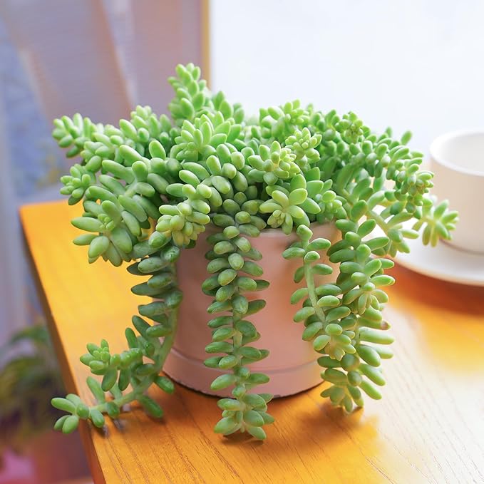 Donkey's Tail with Green Stripe Pot, Live Sedum Morganianum-Burro's Tail Succulent with Soil Mix, Rare House Plant for Home Office Wedding Indoor Outdoor Decoration, DIY Projects, Party Favor