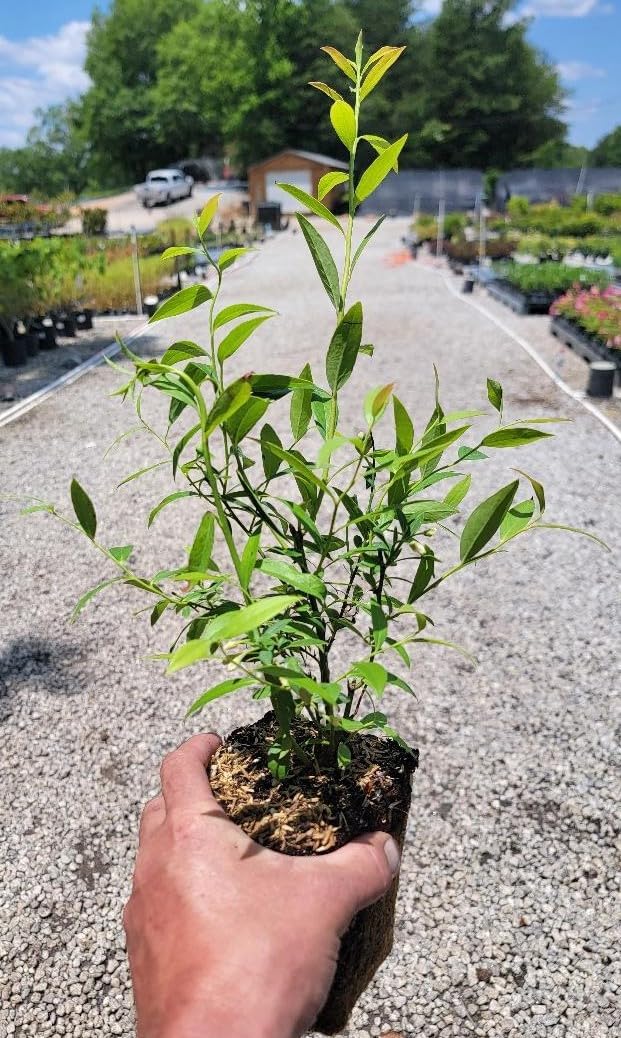 Pink Lemonade Blueberry ( Vaccinium ) - Quart Pot