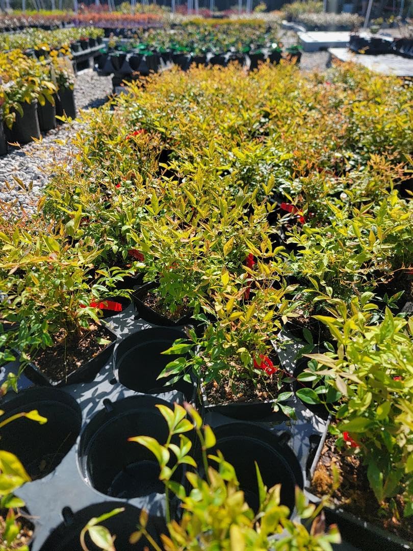 Gulf Stream Dwarf Nandina - Heavenly Bamboo - Live Plant - (1 QT)