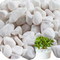 11 Lbs Natural River Rocks for Plants 1.6-2.5 inches Large White Landscaping Garden Stones White Aquarium Gravel Decorative Pebbles for Indoor Outdoor Planters Home Decor