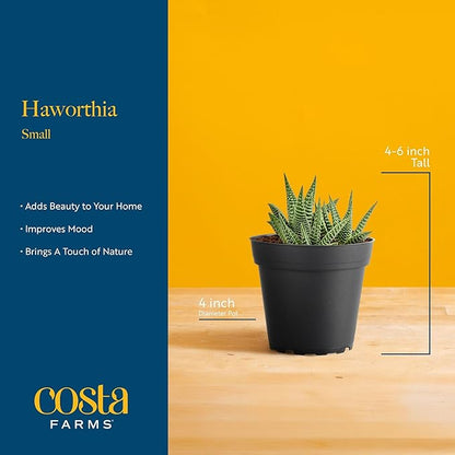 Costa Farms Live Succulent, Easy to Grow Haworthia Plant in Planter Pot, Succulent Houseplant in Potting Soil, Indoors Garden Gift, Cacti Room Décor and Home Décor, 4-Inches Tall