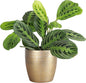 Thorsen's Greenhouse Lemon Lime Prayer Plant, Live Indoor Plant, Pet Friendly, Attractive Houseplant, Lemon Maranta, Natural Air Purifier, Easy to Grow, 4" Diameter Pot (Gold)