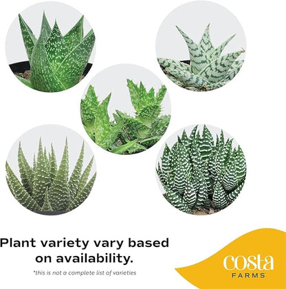 Costa Farms Haworthia, Succulent Live Plant in Decorative Pot, Easy to Maintain Succulent Indoor Houseplant, Home, Room, or Office Decor, House Warming or Birthday Gift, 4-6 Inches Tall