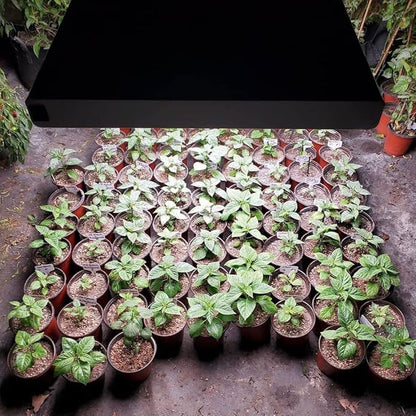 Active Grow T5 High Output 4FT LED Grow Light Bulb - T5 Grow Lights for Indoor Plants, Seed Starting & Compact Plant Growth - 24W - Sun White Pro Full Spectrum - Plug & Play - 4-Pack