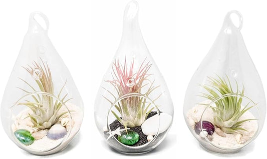 Glass Teardrop Beach Plant Terrarium - Air Plant, Sand, Starfish and Shell in Propagation Jar - Home and Garden Decor Plant Pot- Easy Care Indoor and Outdoor Plant Vase (3 Teardrop Set)