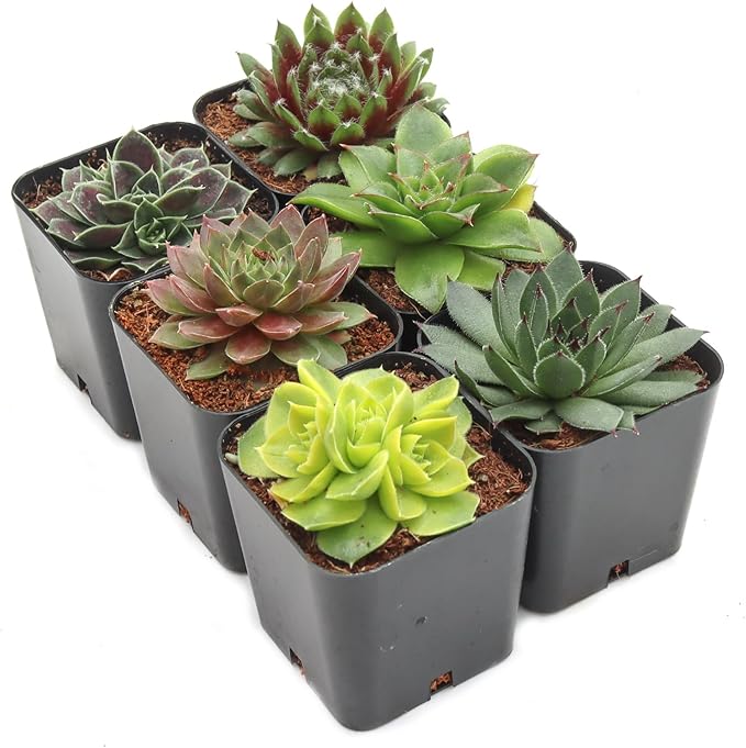 Mountain Crest Gardens Sempervivum Succulent Variety Pack - 6 Hardy Live Rosette Plants, No Repeats, Rooted in 2 Inch Pots - for Rock Gardens, Containers, DIY Displays