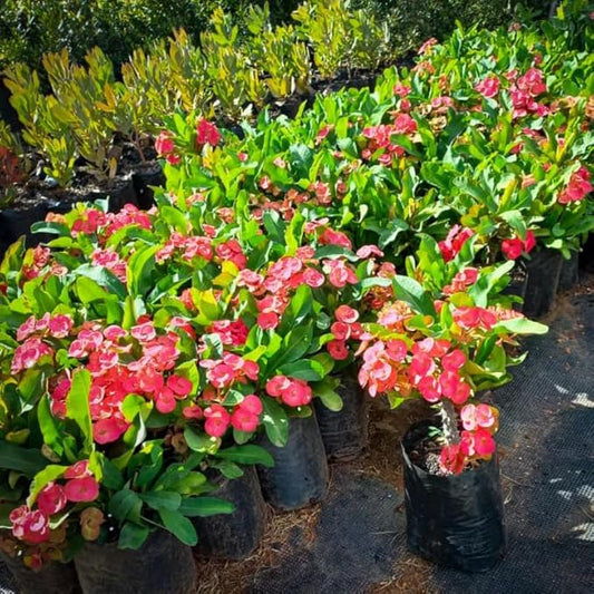 Hardy Crown of Thorn Live Plant, Colorful Large Bloom Salmon Euphorbia Milii Tree, 1 Year Old Plant, 5-10 Inches in Tall, No Pot, Indoor Outdoor Décor Succulent Cactus