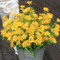 Yellow Artificial Outdoor Flowers Fake Mums 8 Bundles Flower Realistic Wild Flower Cemetery Daisy Stems Faux Plants for Outdoors Planter Front Porch Patio Decor