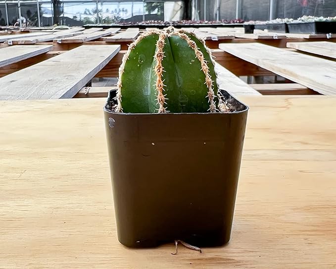 Sprout N Green Mexican Fence Post Cactus | Pachycereus marginatus, Live Cactus Plant Rooted in 2in Nursery Pot, Indoor Outdoor Office Home Garden Décor