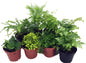 Mini Ferns for Terrariums/Fairy Garden - 8 Different Plants - 2" Pots