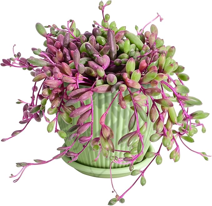 4" Ruby Necklace with Green Stripe Pot, Live Othonna capensis L.H.Bailey Succulent, Purple Hanging Trailing House Plant for Home Office Wedding Decoration DIY Project Party Favor