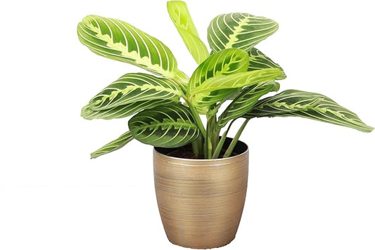 Thorsen's Greenhouse Lemon Lime Prayer Plant, Live Indoor Plant, Pet Friendly, Attractive Houseplant, Lemon Maranta, Natural Air Purifier, Easy to Grow, 4" Diameter Pot (Gold)