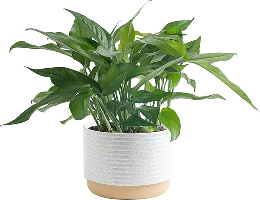Costa Farms Baltic Blue Pothos Live Plant in Decorative Pot, Air Purifying Indoor Houseplant, Perfect for Home, Room, or Office Decor, Great House Warming or Birthday Gift, 10-14 Inches Tall