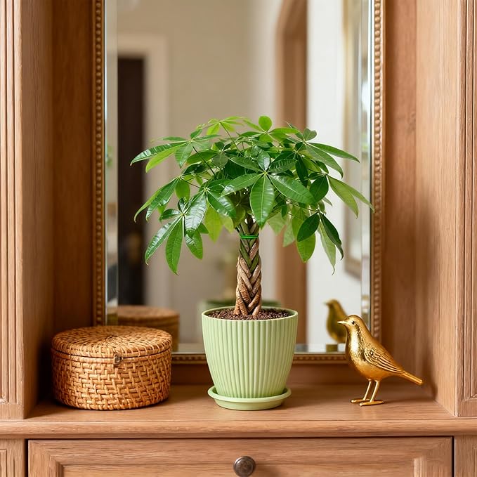 Sprout N Green Small Money Tree with 5 Lucky Braid, Live Plant with Green Stripe Pot, Decoration for Indoor Home Office Tabletop Windowsill Side Table, Housewarming, 8-10" Tall