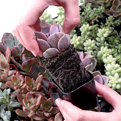 Mountain Crest Gardens Ultimate Succulent Variety Pack - 12 Unique Live Plants, Many Types, Rooted in 2 inch Pots - Indoor/Outdoor Real Succulents for Garden Decor, Favors, DIY Arrangements