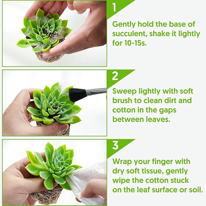 Donkey's Tail with Green Stripe Pot, Live Sedum Morganianum-Burro's Tail Succulent with Soil Mix, Rare House Plant for Home Office Wedding Indoor Outdoor Decoration, DIY Projects, Party Favor