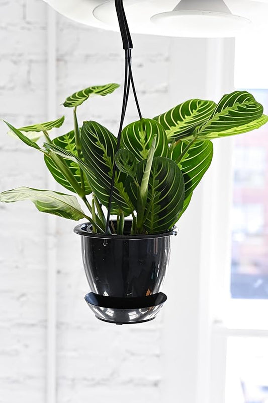 Thorsen's Greenhouse Lemon Lime Prayer Plant, Live Indoor Plant, Pet Friendly, Attractive Houseplant, Lemon Maranta, Natural Air Purifier, Easy to Grow, 4" Diameter Pot (Black - Hanging)