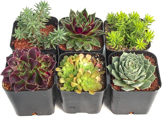 Mountain Crest Gardens Hardy Succulent Variety Pack - 6 Frost-Tolerant Live Plants, Rooted in 2 Inch Pots - Real Outdoor Succulents for Rock Gardens, Landscaping, DIY Arrangements