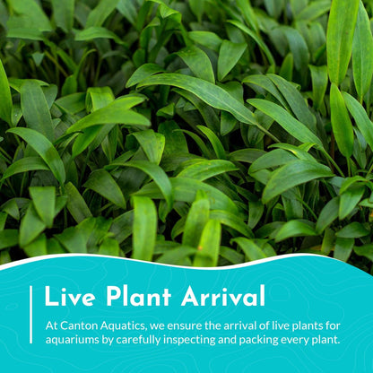 Cryptocoryne Crypt Lucens Small