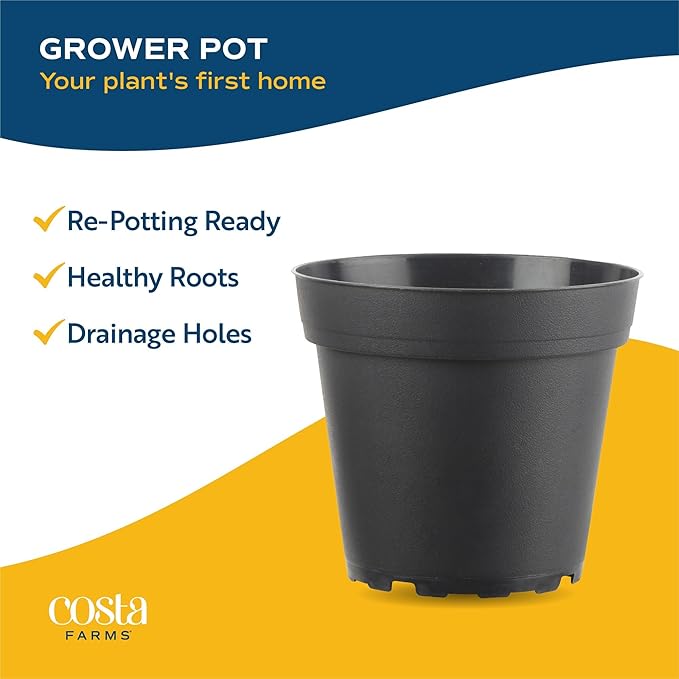 Costa Farms Sansevieria Grower's Choice Snake Live Indoor Plant, 12-Inches Tall, Grower Pot