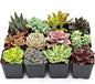 Mountain Crest Gardens Ultimate Succulent Variety Pack - 12 Unique Live Plants, Many Types, Rooted in 2 inch Pots - Indoor/Outdoor Real Succulents for Garden Decor, Favors, DIY Arrangements