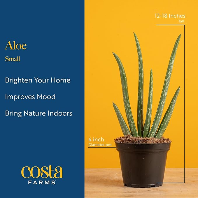Costa Farms Aloe Vera Live Plant in Decorative Pot, Easy to Maintain, Air Purifying Succulent Indoor Houseplant, Home, Room, or Office Decor, House Warming or Birthday Gift, 12-18 Inches Tall