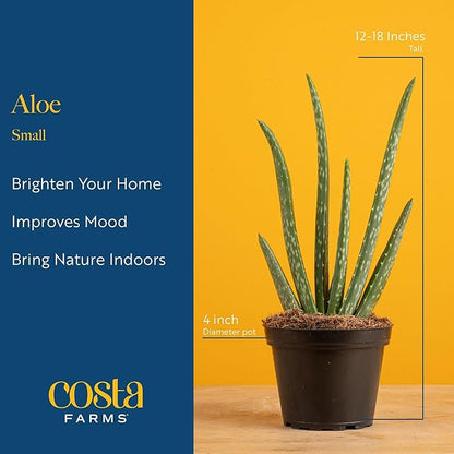 Costa Farms Aloe Vera Live Plant in Decorative Pot, Easy to Maintain, Air Purifying Succulent Indoor Houseplant, Home, Room, or Office Decor, House Warming or Birthday Gift, 12-18 Inches Tall