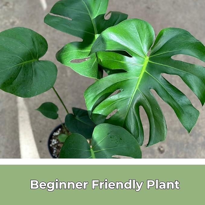 Monstera Deliciosa Live Plant With 4 Inch Pot - Monstera Swiss Cheese Plant - Split Leaf Indoor Plants Live Houseplants - Easy to Care Plants For Home, Office, Wedding Decor & Gift(Heat Pack Included)