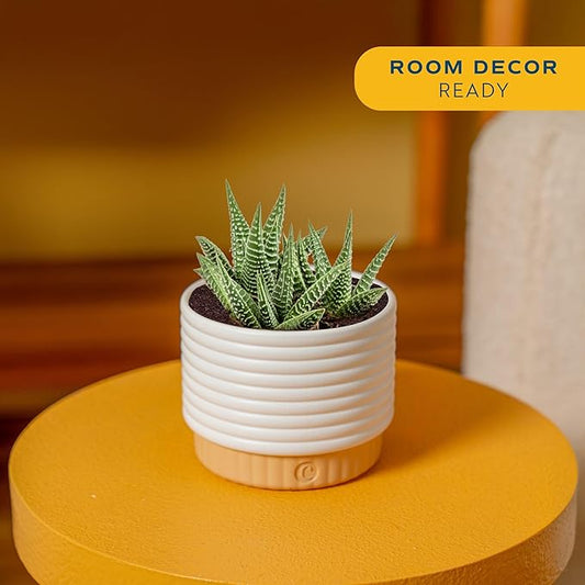 Costa Farms Live Succulent, Easy to Grow Haworthia Plant in Planter Pot, Succulent Houseplant in Potting Soil, Indoors Garden Gift, Cacti Room Décor and Home Décor, 4-Inches Tall