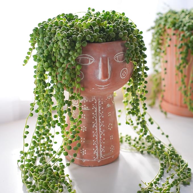 4" String of Pearls with Green Stripe Pot, Live Trailing Succulent House Plant for Home Office Wedding Hanging Decoration, DIY Projects, Party Favor