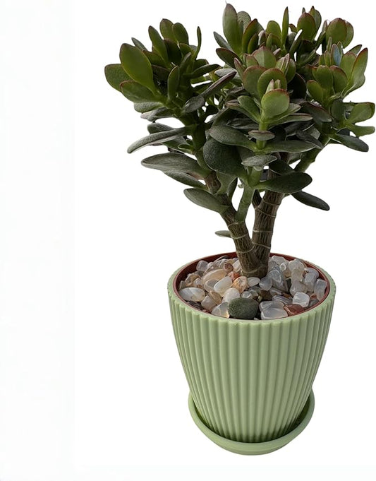 Dwarf Jade with Green Stripe Pot, Live Crassula Ovata Crosby's Compact, Rare Cute Succulent Plant in 4" Planter, Home Office Décor