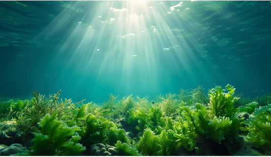 Deep Ocean Fish Tank Background Under The Sea Aquatic Plants Aquarium Background Underwater Corals Sunray Terrarium Backgrounds Tropical Fish Ocean World Aquarium Backgrounds Decorations 72x18in