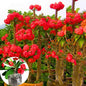 Hardy Crown of Thorn Live Plant, Red Euphorbia Milii Tree, 1 Year Old Plant, 5-10 Inches in Tall, No Pot, Indoor Outdoor Décor Succulent Cactus