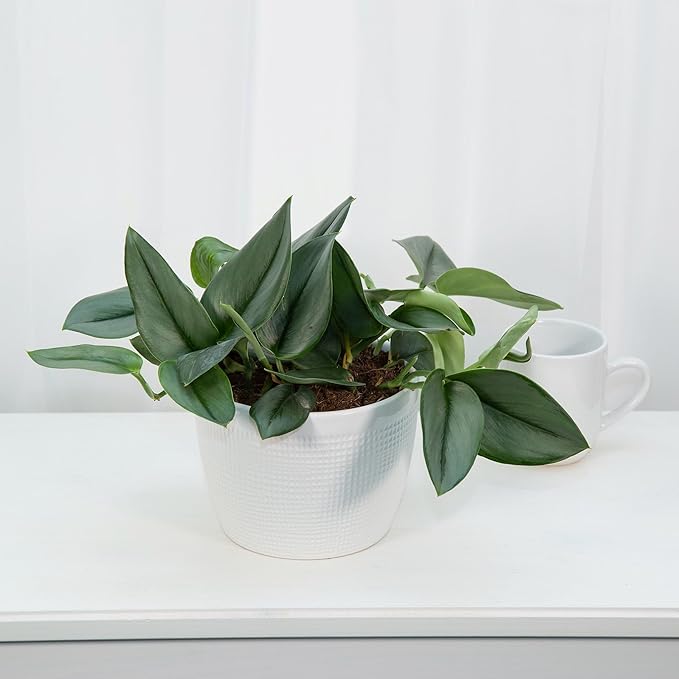 Gardenera Scindapsus Sterling Potting Mix - Unlock Robust Growth and Stunning Leaves with Our High-Performance Formula - 20 Quart