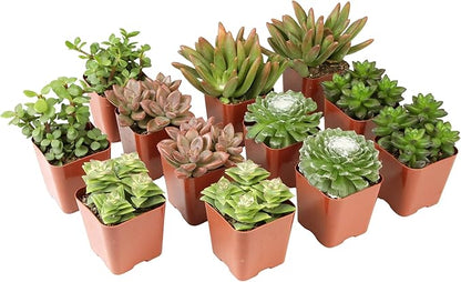 Altman Plants Deluxe Live Succulents (12 Pack), 6 Unique Varieties in Sets of 2, Assorted Colors & Shapes, Easy Plant Care, 2 in Pots