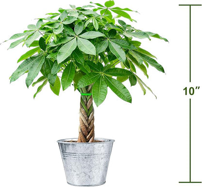 Sprout N Green Small Money Tree with 5 Lucky Braid, Live Plant with Vintage Metal Pot, Decoration for Indoor Home Office Tabletop Windowsill Side Table, Housewarming Christmas Gift, 8-10" Tall