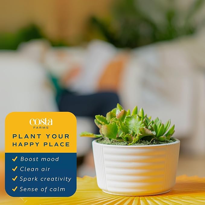Costa Farms Live Succulents Garden, Assorted Plant Varieties in Decorative Pot, Easy to Maintain Succulent Indoor Houseplants, Room Decor, House Warming or Birthday Gift, 6 Inches Tall