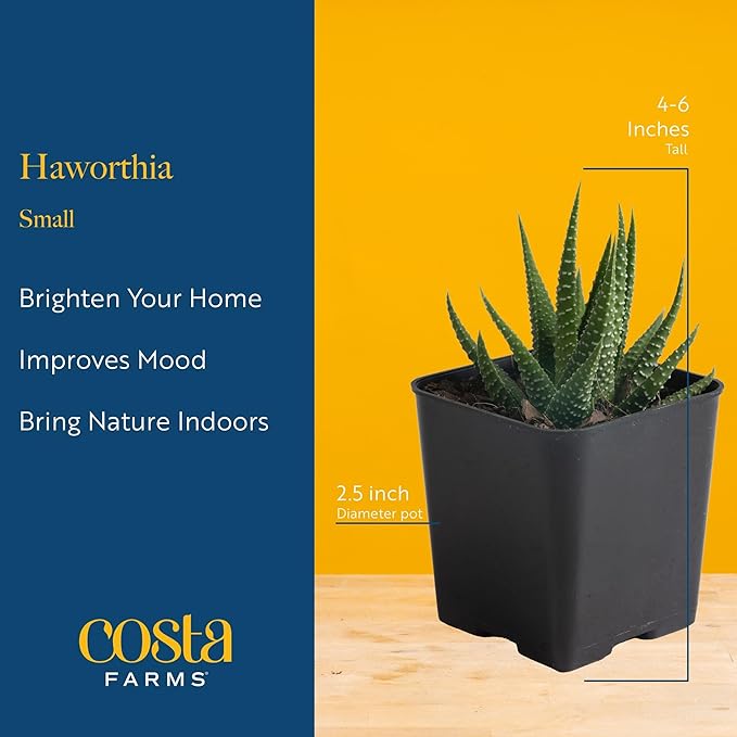Costa Farms Haworthia, Succulent Live Plant in Decorative Pot, Easy to Maintain Indoor Houseplant, Perfect for Home, Room, or Office Decor, Great House Warming or Birthday Gift, 2.75-6 Inches Tall