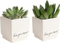 Costa Farms Mini Live Succulents, Echeveria Houseplant, Beautiful Live Indoor Plants in Cute Décor Stone Planter Pots, Great Gift for Perfect Room Décor, 4-Inches Tall (2-Pack)