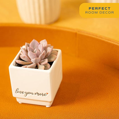 Costa Farms Mini Live Succulents, Echeveria Houseplant, Beautiful Live Indoor Plants in Cute Décor Stone Planter Pots, Great Gift for Perfect Room Décor, 4-Inches Tall (2-Pack)