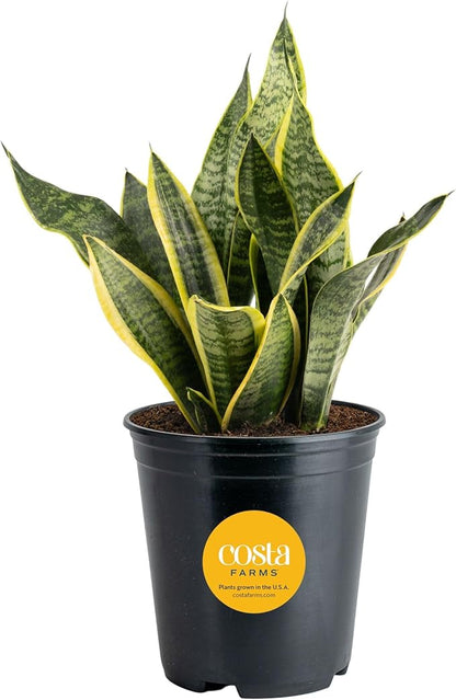 Costa Farms Sansevieria Grower's Choice Snake Live Indoor Plant, 12-Inches Tall, Grower Pot