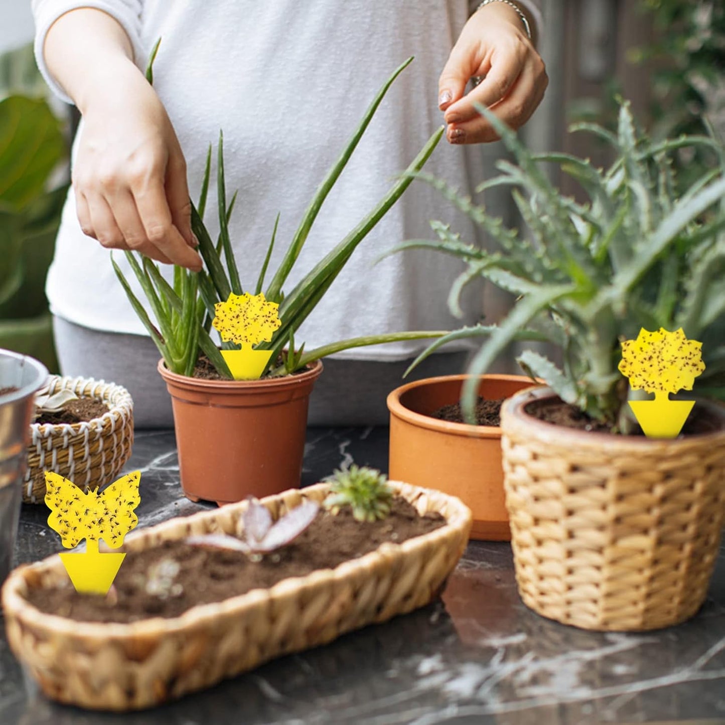 96 Pack Fruit Fly Trap for Indoors, Fungus Gnat Killer Indoor Sticky Traps for Mosquito, Bug Insect Catcher Killer for Houseplant