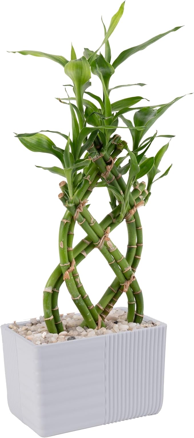 Costa Farms Lucky Bamboo Live Plant in Decorative Pot, Easy to Maintain Indoor Houseplant, Perfect for Home, Room, or Office Decor, Great House Warming or Birthday Gift, 12-15 Inches Tall