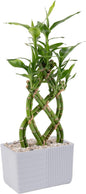 Costa Farms Lucky Bamboo Live Plant in Decorative Pot, Easy to Maintain Indoor Houseplant, Perfect for Home, Room, or Office Decor, Great House Warming or Birthday Gift, 12-15 Inches Tall