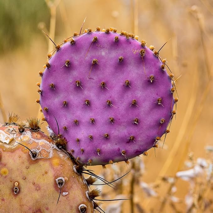 Prickly Pear Cactus Plants Live, 3.5 Inch Pot Purple Prickly Pear Cactus Plant, Hardy Perennial Succulents Plant
