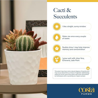 Costa Farms Echeveria, Mini Succulent Plant in Best Mom Ever Wood Decor Planter, Live Indoor Houseplant in Cute Cactus Decor, Housewarming, Birthday Gift