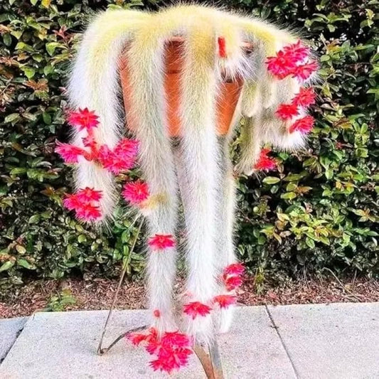 Monkey Tail Cactus Live Succulent, Hanging Trailing Cactus Plant 5-7 Inch Bareroot, No Pot Included