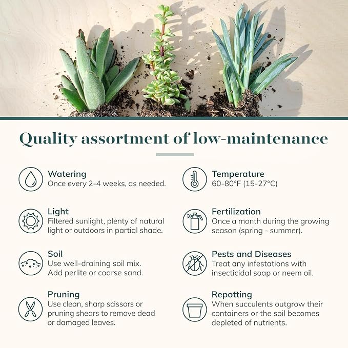 Shop Succulents Endless Summer Succulent Pack Collection - Live Mini Succulent Plants, Low Maintenance, Colors & Textures - Wedding and Party Favors, Gift & Garden, Pack of 32